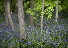 hassop bluebells2